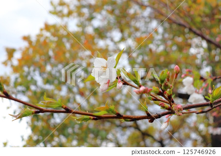 Rainy day, cherry blossoms, flowers Rainy day, cherry blossoms, flowers 125746926