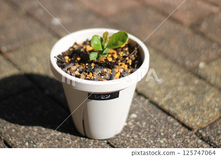 Lemon seedlings 125747064