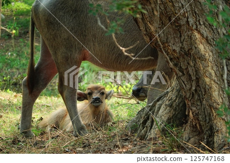 buffalo landscape.Thai buffalo herd standing in the meadow,Buffalo in the countryside thailand. A beautiful scenery  125747168