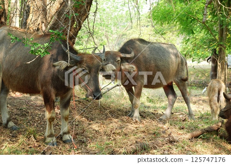 buffalo landscape.Thai buffalo herd standing in the meadow,Buffalo in the countryside thailand. A beautiful scenery  125747176