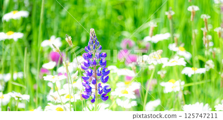 A refreshing breeze in Hokkaido's flower-filled scenery 125747211
