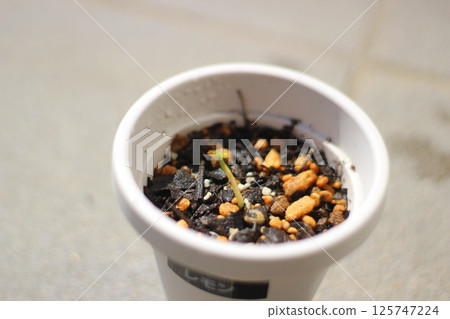 Citrus seedlings 125747224