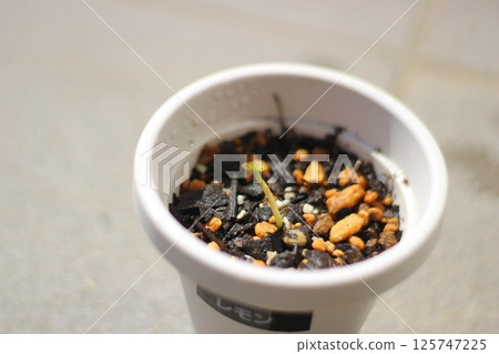 柑橘幼苗 125747225