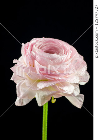 Ranunculus in full bloom 125747327