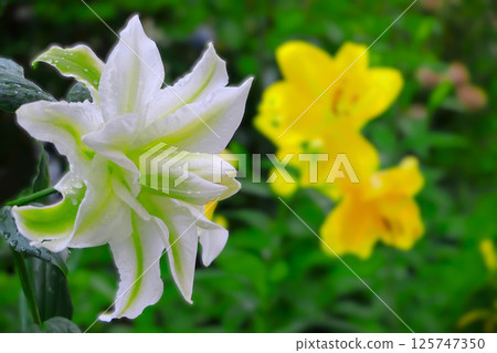 Gorgeous double-flowered Casablanca lilies and yellow lilies soaked in the rain 125747350