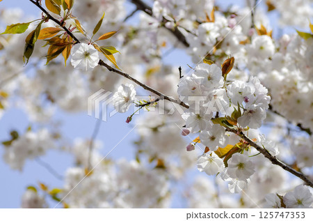 櫻花 櫻花 125747353