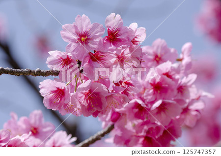 櫻花 125747357
