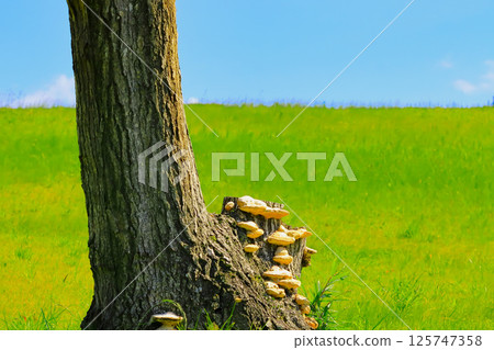 清爽的藍天和藥用菇類－多孔菌 125747358