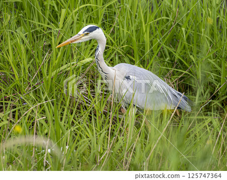 A grey heron searching for food in the bushes along the river A grey heron searching for food in the bushes along the river 125747364