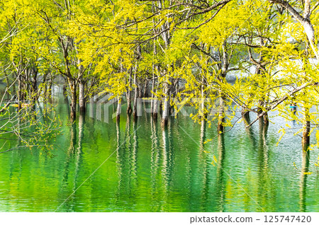 晨霧籠罩的白河湖水下森林(山形縣) 晨霧籠罩的白河湖水下森林(山形縣) 125747420