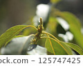 Avocado sprout 125747425