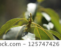 Avocado sprout 125747426