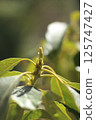 Avocado sprout 125747427