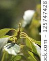 Avocado sprout 125747428