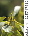 Avocado sprout 125747429