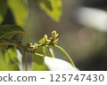 Avocado sprout 125747430