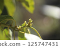 Avocado sprout 125747431