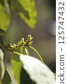 Avocado sprout 125747432