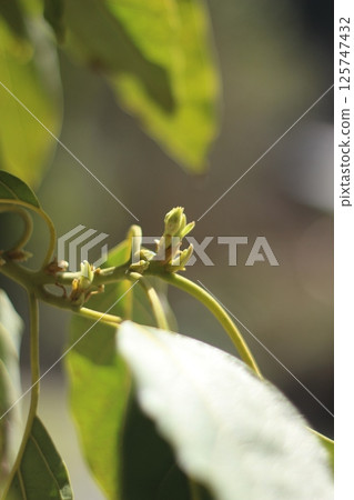 Avocado sprout Avocado sprout 125747432