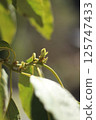Avocado sprout 125747433