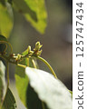 Avocado sprout 125747434