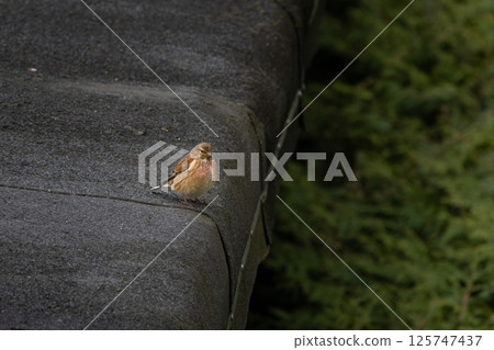 A Common Linnet sitting on a roof, sunny day in summer 125747437