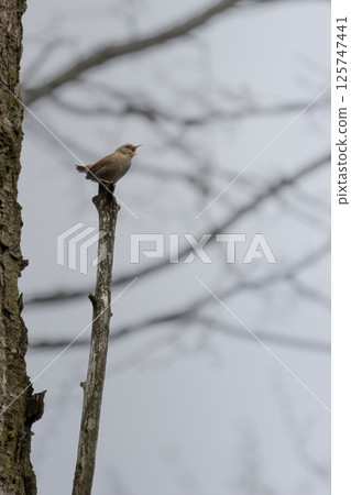 Troglodytes troglodytes. Wild nature. Grey spring day 125747441