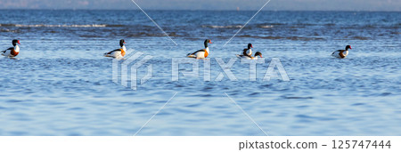 Common Shelduck in natural habitat 125747444