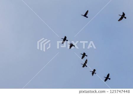 A flock of Black Cormorants flying in blue sky. 125747448