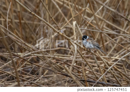 Wildlife shot of Common Reed Bunting (Emberiza schoeniclus) on the grass Wildlife shot of Common Reed Bunting (Emberiza schoeniclus) on the grass 125747451