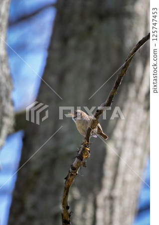 Eurasian Wren (Troglodytes troglodytes) on the branch. 125747453