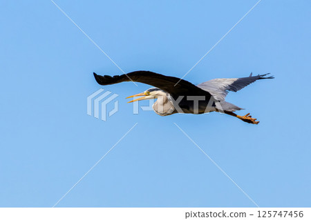 Grey Heron or Ardea cinerea. Single Grey Heron in flight. Grey Heron or Ardea cinerea. Single Grey Heron in flight. 125747456