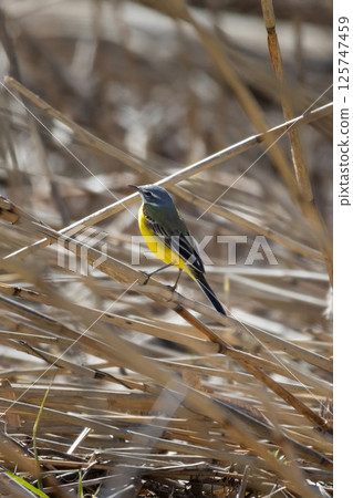 A female Yellow Wagtail on the ground A female Yellow Wagtail on the ground 125747459