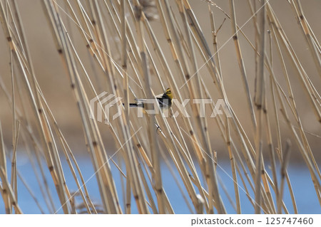 Citrine wagtail motacilla citreola male hidding on grass. Citrine wagtail motacilla citreola male hidding on grass. 125747460