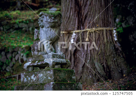 森林中的狛犬像：信仰與自然和諧共存的神社一角 125747505
