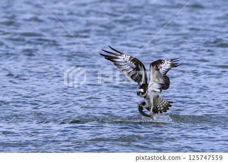 Osprego flight Osprego flight 125747559