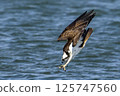 Osprego flight 125747560
