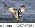 Osprego flight 125747561
