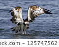 Osprego flight 125747562