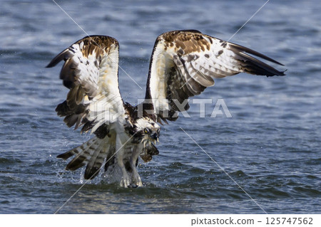 Osprego flight 125747562
