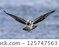 Osprego flight 125747563