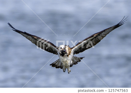 Osprego flight 125747563