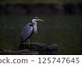Heron 125747645