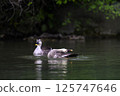 Duck 125747646