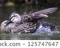 Duck 125747647
