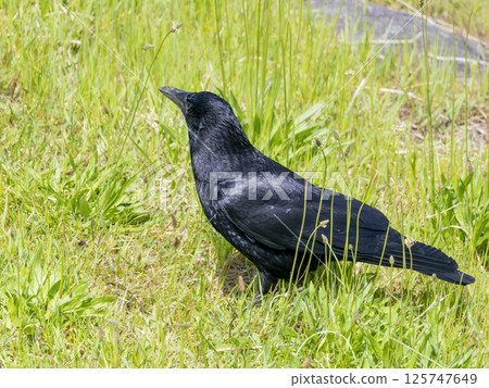 一隻食腐烏鴉降落在田野上 125747649
