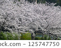 Cherry Blossoms	 125747750