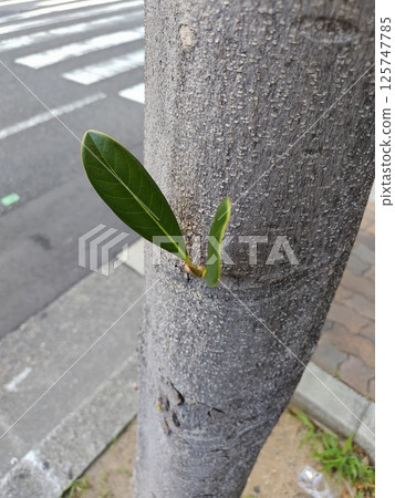 Tree buds 125747785
