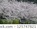 Cherry Blossoms	 125747821