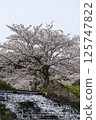 Cherry Blossoms	 125747822